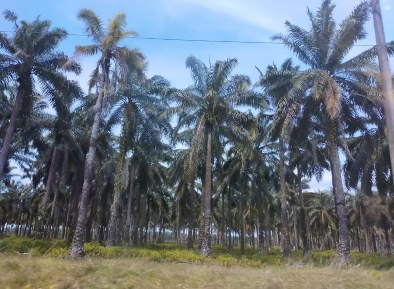 Disbun Identifikasi Kebun Sawit Produktifitas Rendah