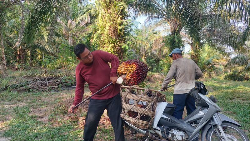 Kejar Riau, Harga Sawit di Sumbar Berlari Kencang