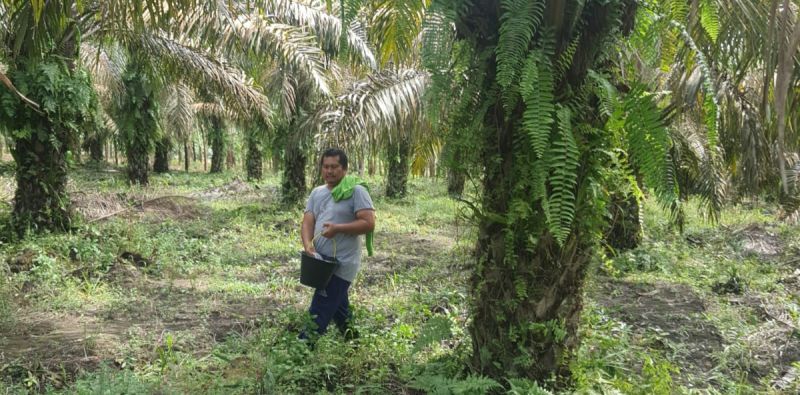 Petani ini Punya 100 Hektare Kebun Sawit dari Hasil Menabung