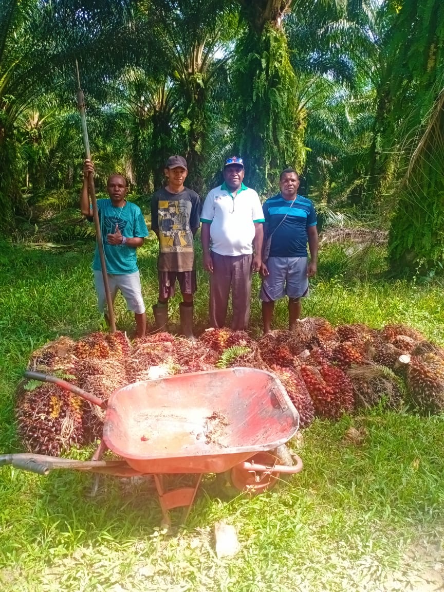Meski Naik, Harga TBS di Papua Barat Masih di Bawah Rp 3.000/Kg