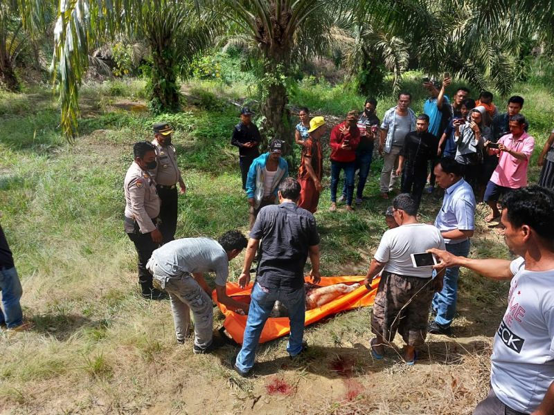 Pria di Siak Tewas Dipijak Gajah Liar