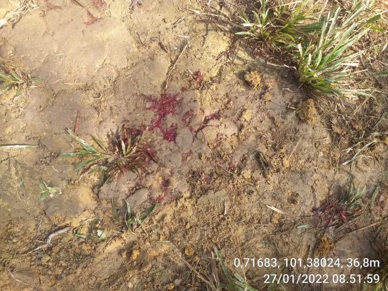 Petani Tewas di Kebun Sawit Kawasan Tahura, KLHK Diminta Bertindak