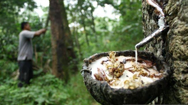 Tak Seperti Sawit, Harga Karet di Riau Bikin Geregetan