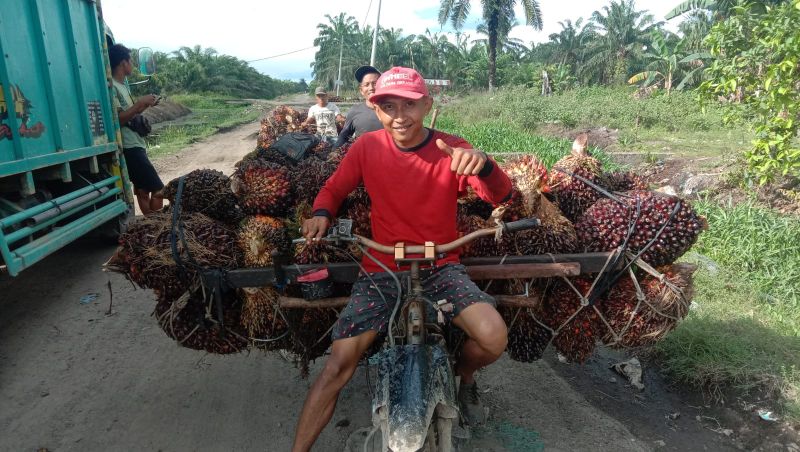 Petani Super Win! Harga Sawit di Riau Naik Drastis
