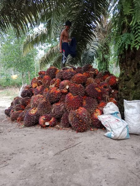 Petani Minta Pemerintah Tindak PKS Nakal di Kukar