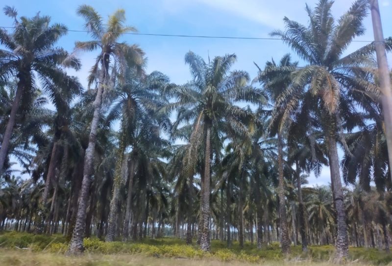 4 Juta Hektar Lahan di Papua Siap untuk Jadi Kebun Sawit