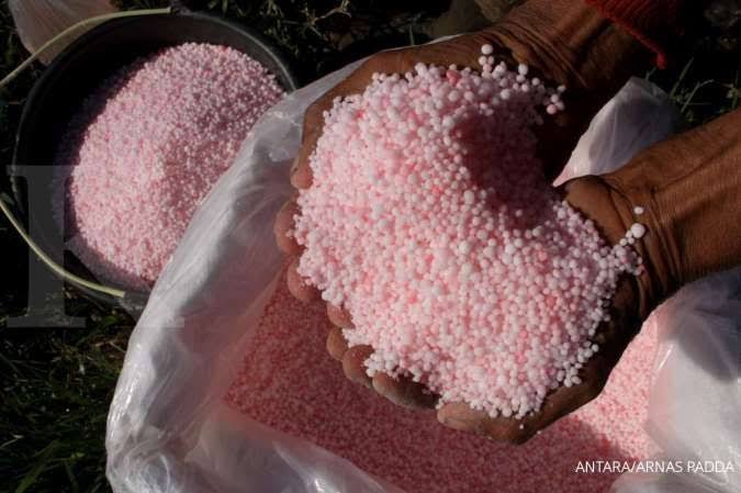 Rawat Kebun, Petani Terpaksa Beli Pupuk Meski Mahal
