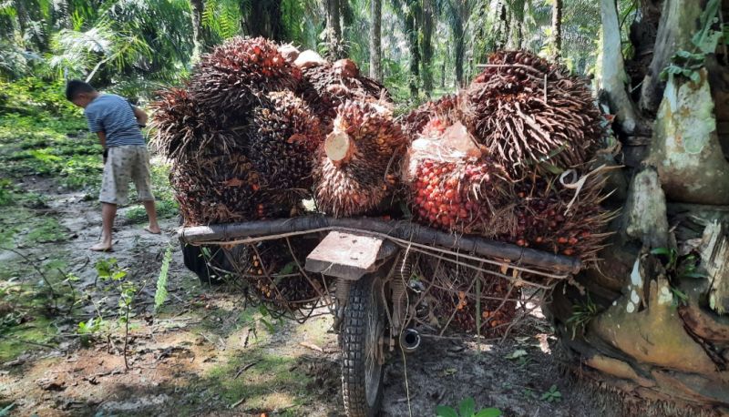 Harga Buah Sawit di Penajam Paser Utara Berangsur Pulih