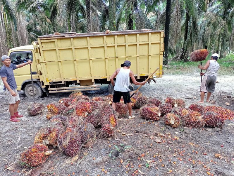 Harga TBS Petani Swadaya di Sumsel Terus Berfluktuasi