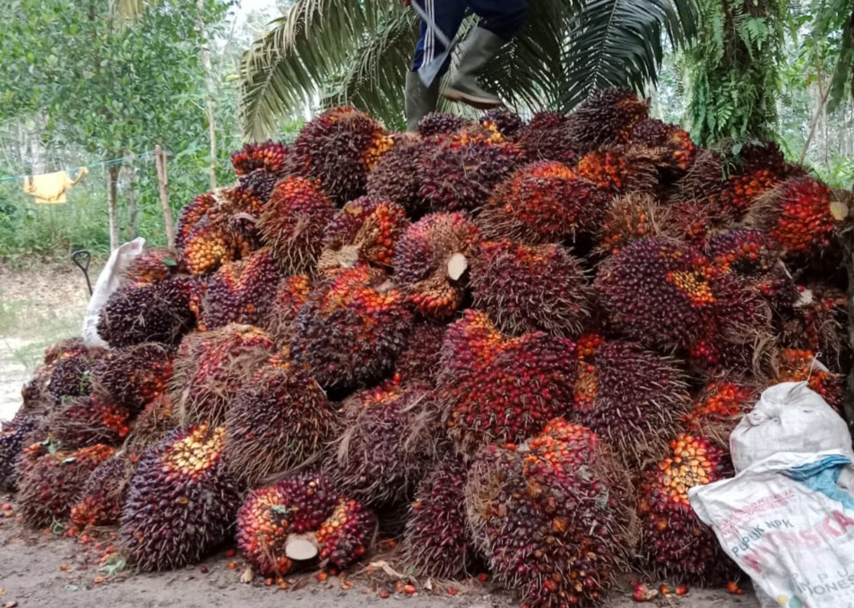 Pecah Rekor! Harga Sawit di Sumbar Tembus Rp3.726