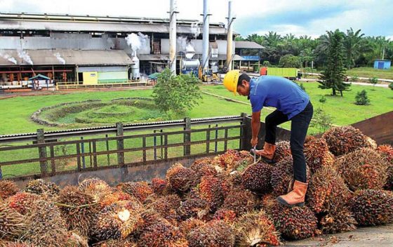 Petani Sawit Bisa Bangun PKS Sendiri, ini Keuntungannya