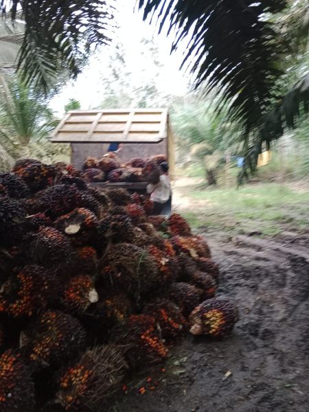 Petani Manokwari Terpaksa Terlantarkan Kebun Kelapa Sawitnya