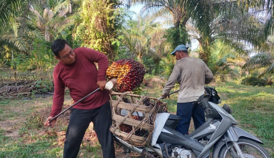 Petani Teluk Bintuni Merasa Dipermainkan Perusahaan