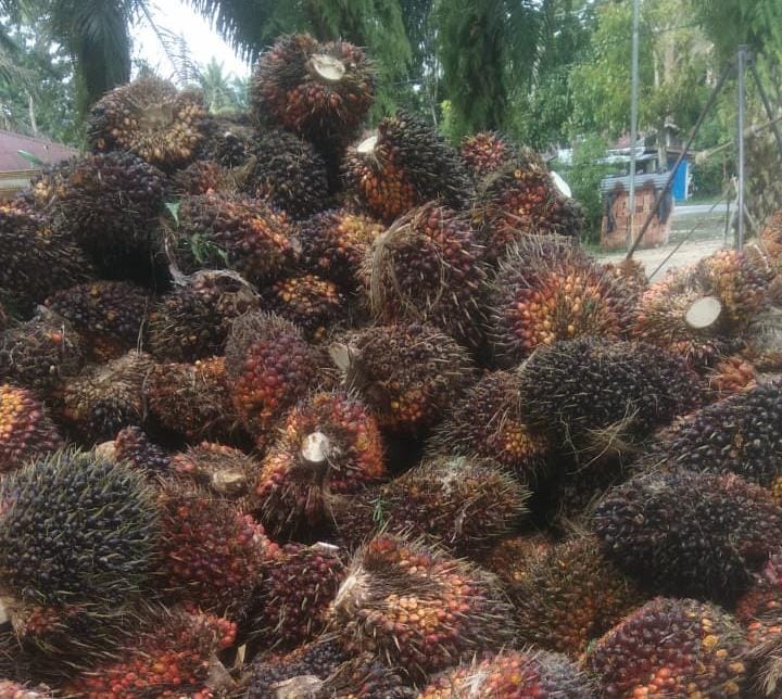 Rekor lagi, Harga Sawit di Sumbar Rp3.763 Per Kilogram
