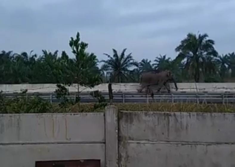 Makjang! Gajah Liar Masuk Jalan Tol Permai