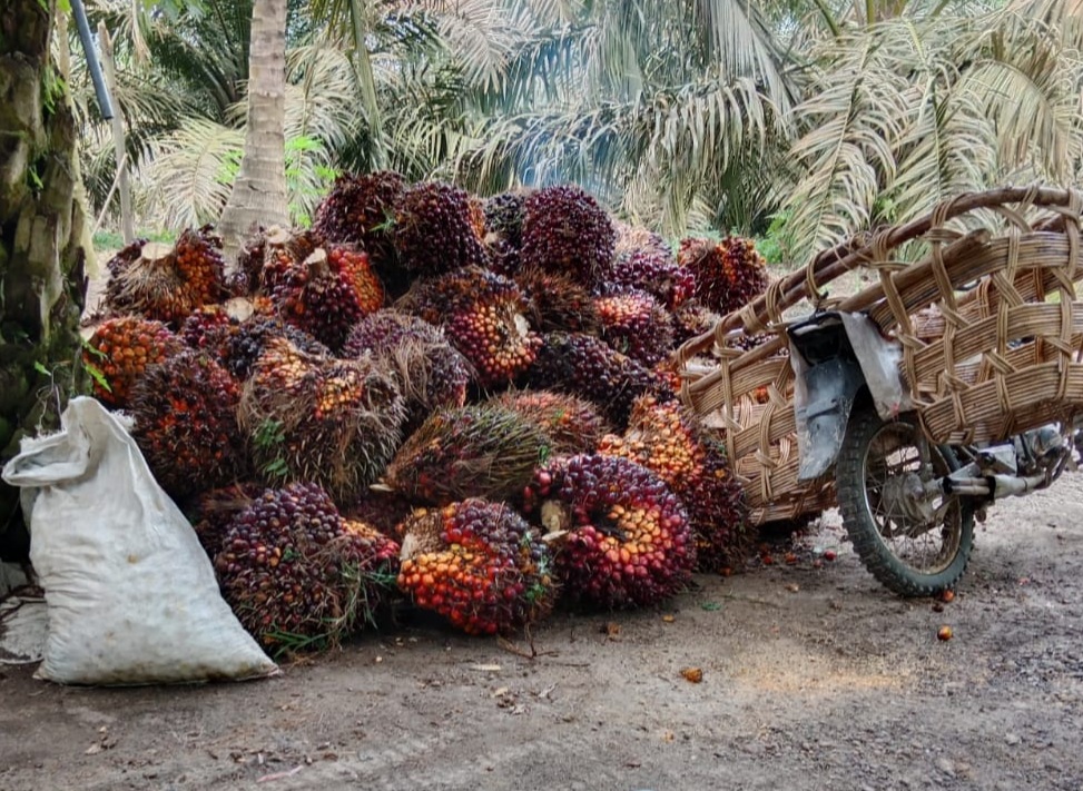 Potongan Harga Sawit Modus Pabrik 