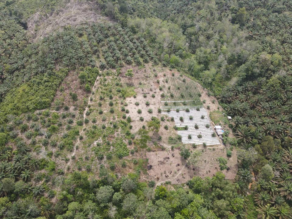 Meski Berat, Petani Rela Ikut Sertifikasi RSPO