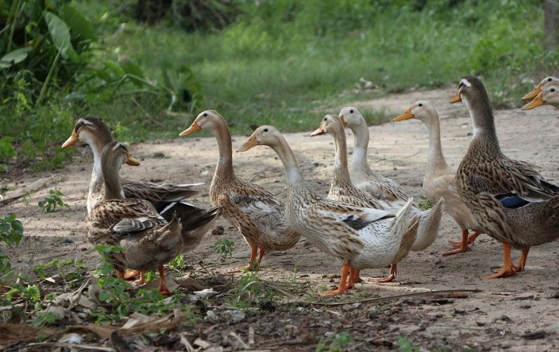 Tani: Masyarakat Pengetahuan