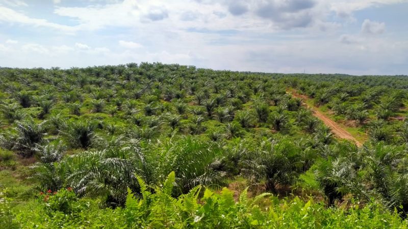 Produksi CPO Jambi Terus Meningkat