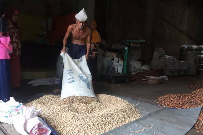 Harga Pinang Kering Mulai Redup di Riau, Segini per Kilonya...
