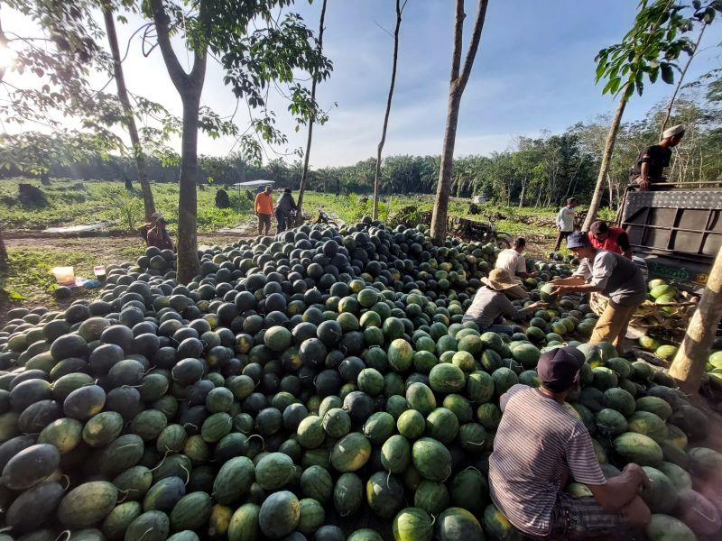 Panen Semangka di Lahan Sawit yang Di-replanting, Hasilnya Bikin Ngiler