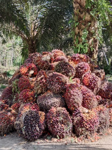 Peremajaan Sawit Habiskan Duit Negara Rp6,69 Triliun