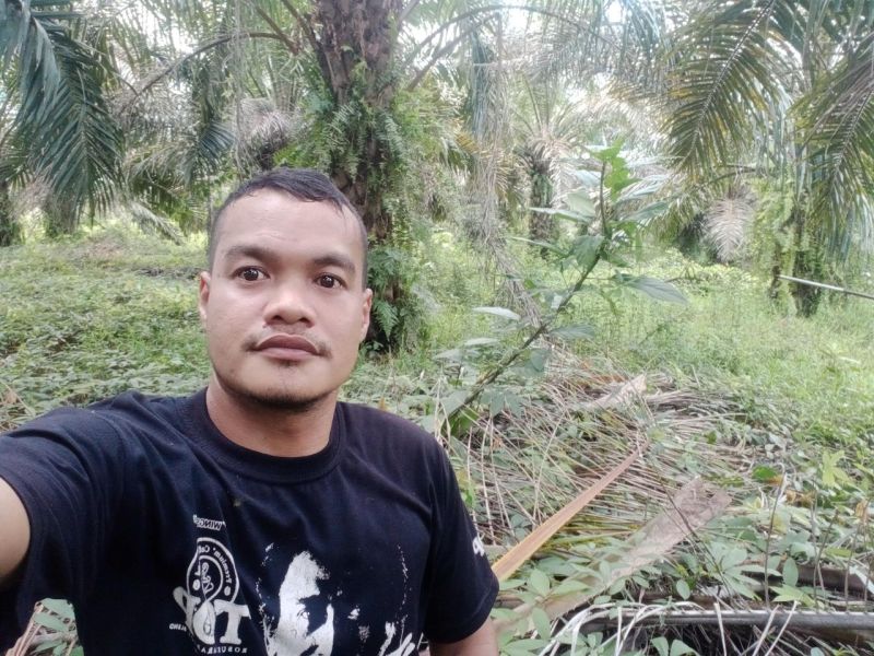 Harga CPO Melesat, tapi Pergerakan Harga TBS Masih Kurang Semangat