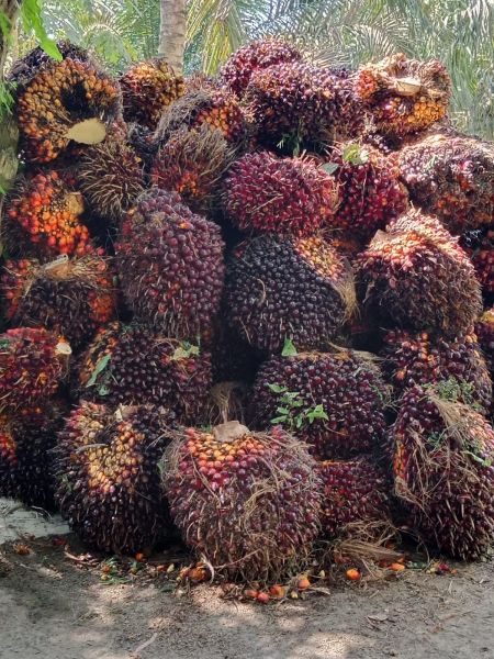 Kejar Riau, Harga Sawit di Jambi Capai Rp3.909,97 per Kilogram