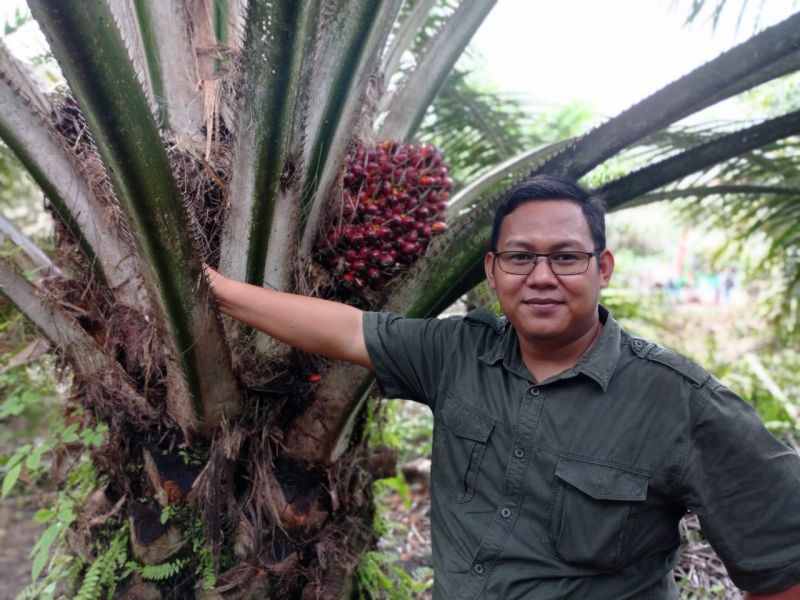 Petani Terancam Kaya, Harga Sawit Riau Naik Lagi