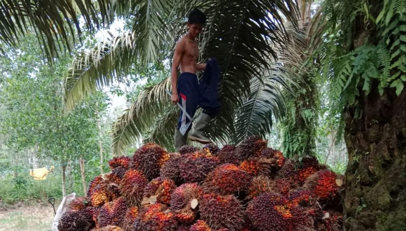 Sepanjang Februari, Rerata Harga Sawit Nasional Rp3.262 per Kilogram