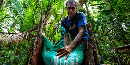 Berikut Rincian Harga Pinang, Sagu dan Kopra di Riau
