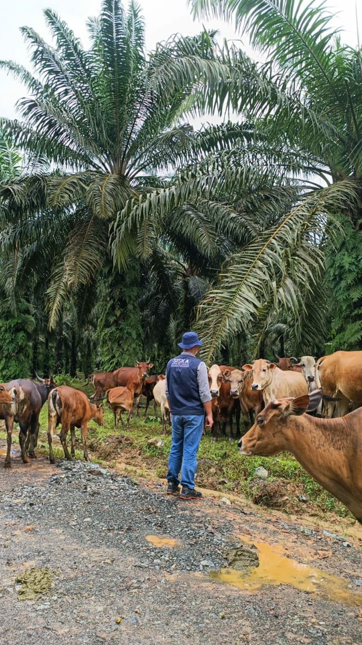 Pengembangan Siska akan Dilakukan Secara Terorganisir