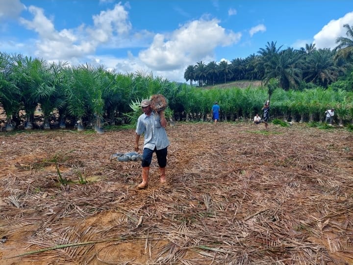 Minat Berkebun Naik, Petani Kesulitan Cari Bibit Sawit