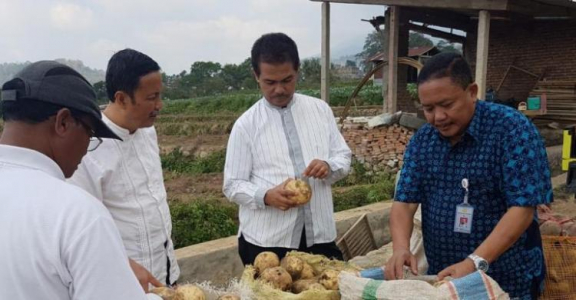 Gizinya Tinggi, Ubi Jalar Diekspor ke Korea