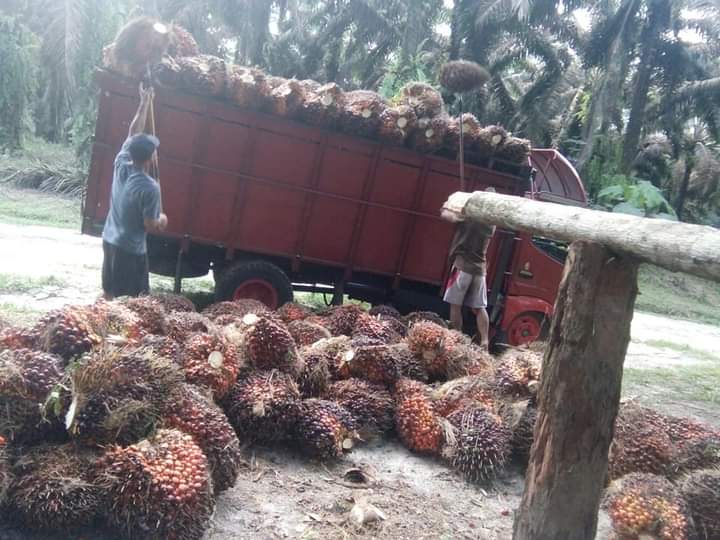 Waduh, Harga TBS Petani Swadaya di Sumut Turun