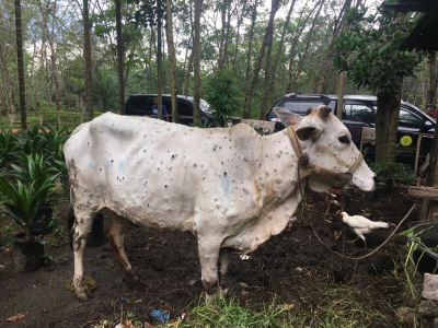 Sapi di Riau Kena