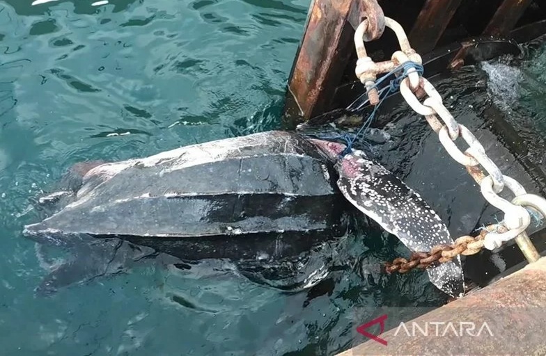 Kasihan, Penyu Mati Tertabrak Kapal di Pelabuhan