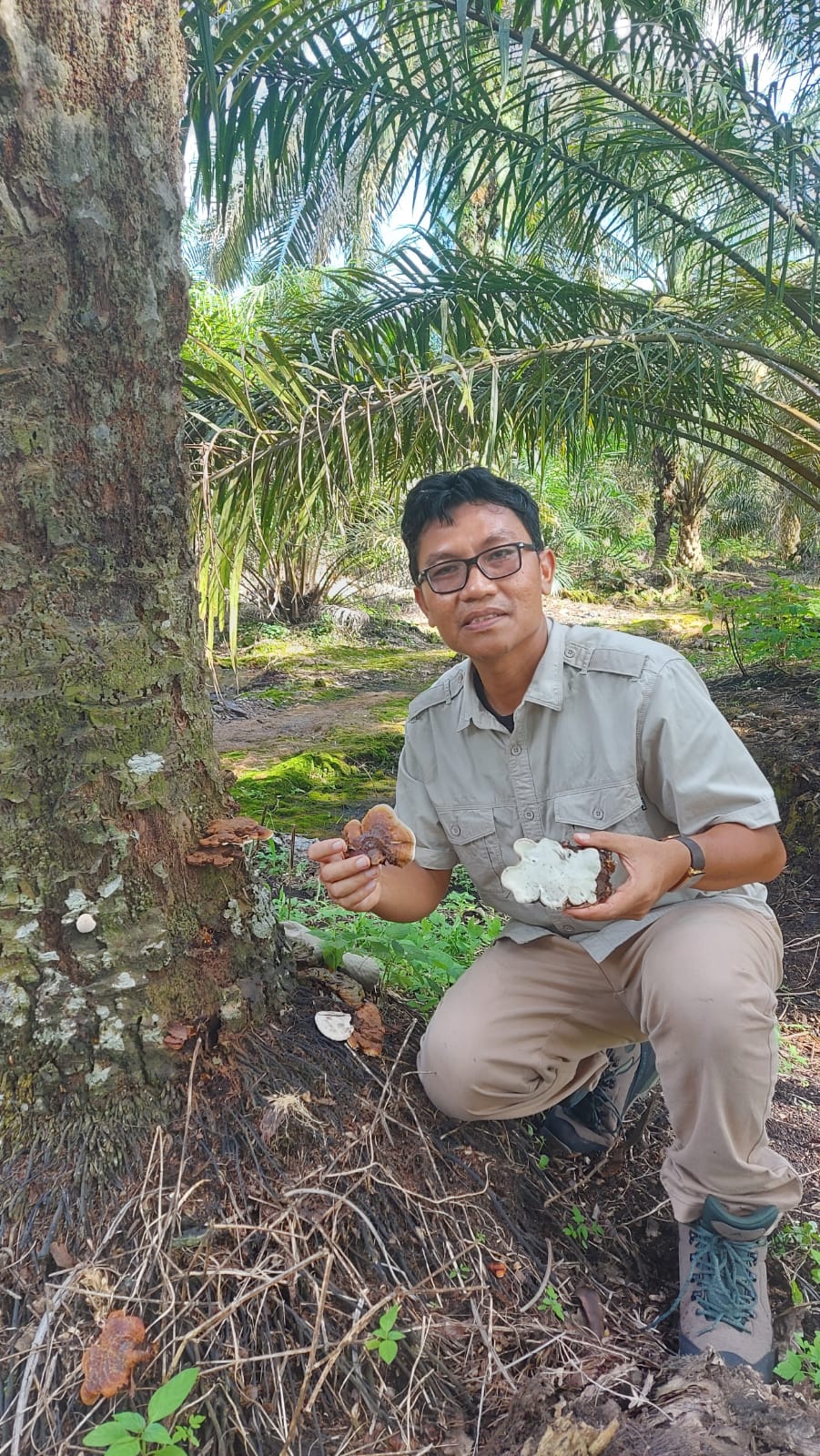 Serangan Ganoderma Berpotensi Meluas ke Seluruh Wilayah Riau
