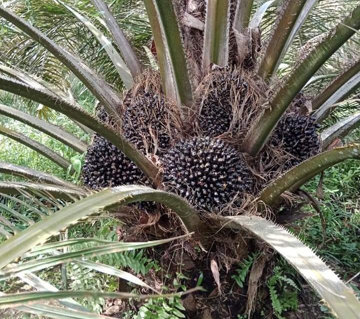 Kabar Buruk Pemirsa! Harga Sawit Diprediksi Terjun Bebas