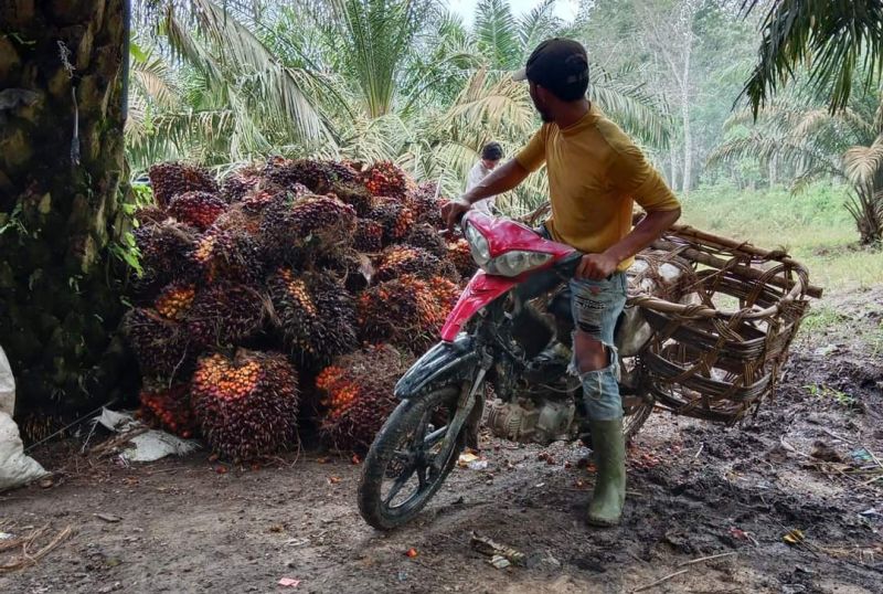 Ini Saran dari Aspekpir untuk Petani Sawit Swadaya