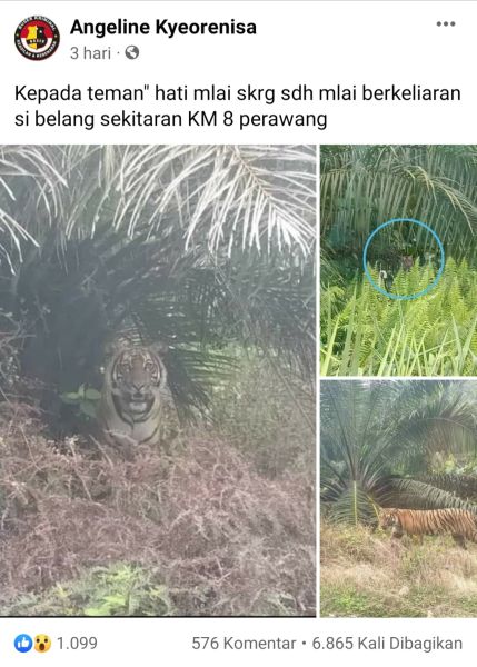 Warga Minta Penyebar Hoax Harimau Berkeliaran di Kebun Sawit Ditangkap