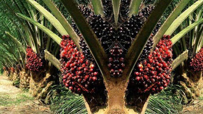 Imbas Pungutan Ekspor, Harga Sawit Sudah Mulai Turun