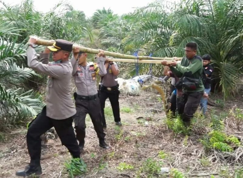 Wadidaw! Buaya Masuk Kebun Sawit Warga di Pelalawan