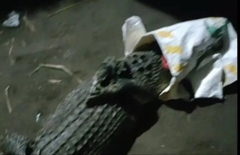 Warga Resah Ada Buaya Berjemur, BBKSDA Meluncur