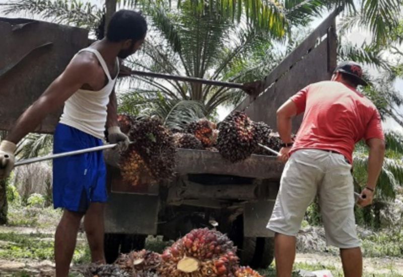 Pungutan Ekspor, Negara Membebani Petani Sawit