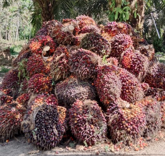 Ada Undang-undang Baru Tentang Retribusi Sawit, Apa Itu?