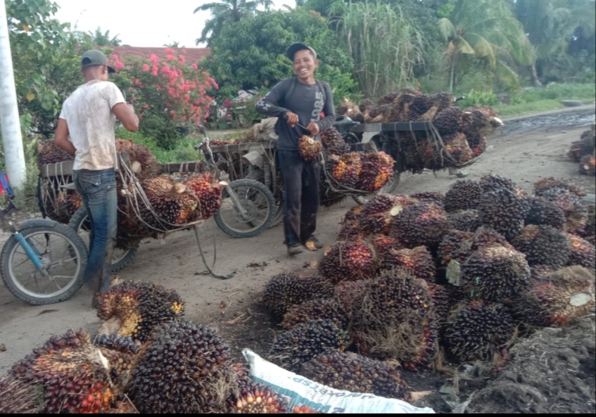 Perbudakan Anak Jadi Pekerja Kebun Sawit Musti Dibongkar
