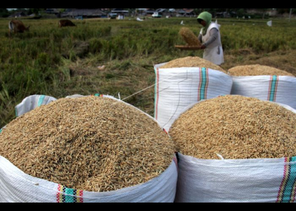 BPS: Produksi Padi Melimpah, Harga Gabah dan Beras Turun