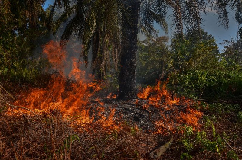 Api Hanguskan 1 Hektar Lahan Sawit di Kampar
