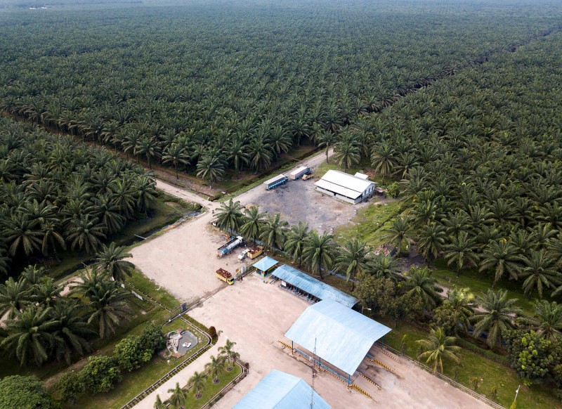 Lakukan Efisiensi, Laba Perusahaan Sawit ini Naik Tiga Kali Lipat